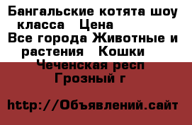 Бангальские котята шоу класса › Цена ­ 25 000 - Все города Животные и растения » Кошки   . Чеченская респ.,Грозный г.